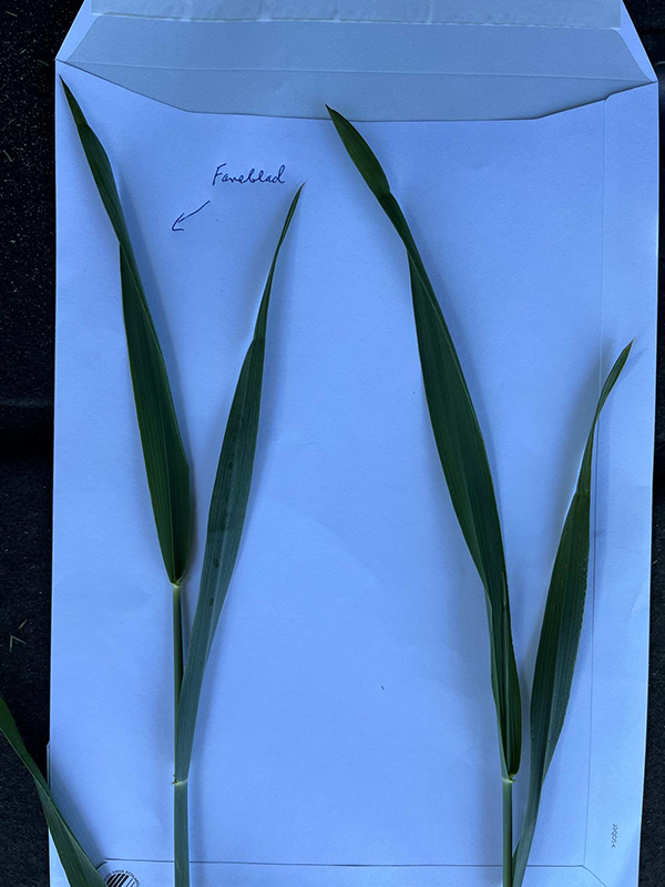 To hvedeplanter der ligger på en kuvert